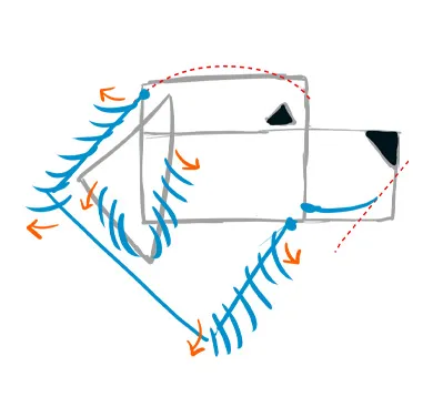 正面の顔を描く時と同様ラブラドールの場合は今までの工程のみですが、ゴールデンレトリバーを描く場合
上記の描き方をベースに追加で
モフモフとした毛並みを描きこみます。
（右画像の青線を参照）