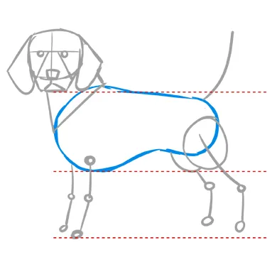 1．胴体は鮭の切り身を意識する
ビーグルの骨格は他の犬と同じウエストラインがキュッとした鮭の切り身のような形をベースに胸部分に丸みを持たせ、筋肉質でがっしりとした体格を表現いたします。
尻尾は長めにピンと立たせます。