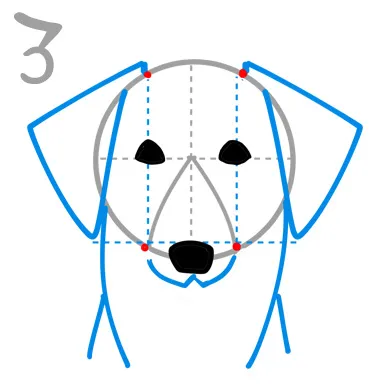 コーイケルホンディエの顔を描いてみよう

正面の顔を描く3つのポイント３．首二つの台形を意識して太めに！

・耳の下から線を引き、丸みのある台形を描きます。

・首は太めに描くことで、全体のバランスが良くなります。
※右画像３．の青線部分を参考