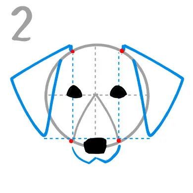 コーイケルホンディエの顔を描いてみよう

正面の顔を描く3つのポイント２．耳は傾斜のついた逆三角形！

・目と鼻は逆三角形をベースに描きます。

・アーモンド形の目を描き、鼻は円の真下に配置します。

・口元は「W」の形に描き、垂れた耳は傾斜がついた逆三角形で表現します。